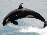 Orca Orcinus Killer Whale JumpingOrca