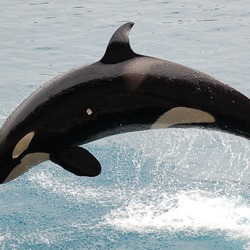 Orca Orcinus Killer Whale JumpingOrca