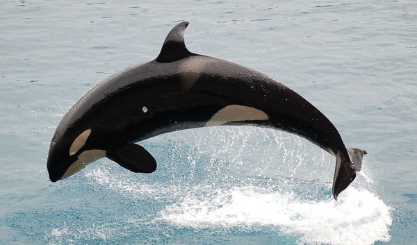 Orca Orcinus Killer Whale JumpingOrca