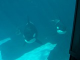 Orca Orcinus Killer Whale Killer_Whale_Family