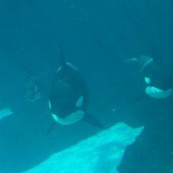 Orca Orcinus Killer Whale Killer_Whale_Family