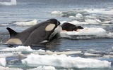 Ocean Mammals