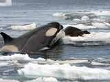 Orca Orcinus Killer Whale Killer_Whale_Tipe_B