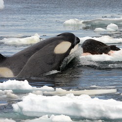 Orca Orcinus Killer Whale Killer_Whale_Tipe_B