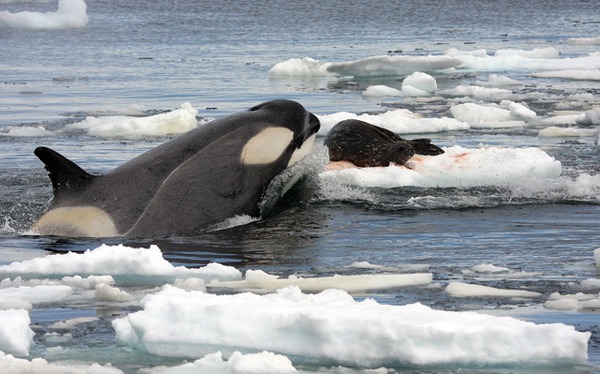 Orca Orcinus Killer Whale Killer_Whale_Tipe_B