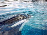 Orca Orcinus Killer Whale Killer_Whale_at_Marineland