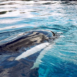 Orca Orcinus Killer Whale Killer_Whale_at_Marineland