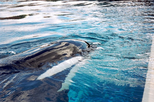 Orca Orcinus Killer Whale Killer_Whale_at_Marineland