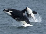 Orca Orcinus Killer Whale Killerwhales_jumping