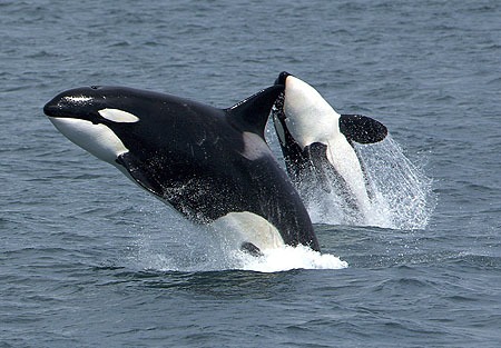 Orca Orcinus Killer Whale Killerwhales_jumping