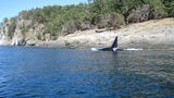 Ocean Mammals
