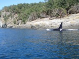 Orca Orcinus Killer Whale Male_orca_whale_L79_southern_resident_puget_sound