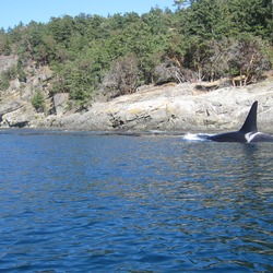 Orca Orcinus Killer Whale Male_orca_whale_L79_southern_resident_puget_sound
