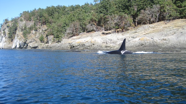 Orca Orcinus Killer Whale Male_orca_whale_L79_southern_resident_puget_sound