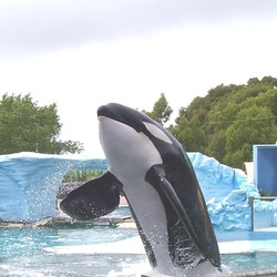 Orca Orcinus Killer Whale Orca-en-la-Argentina_2