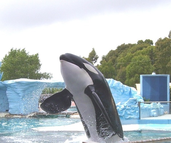 Orca Orcinus Killer Whale Orca-en-la-Argentina_2