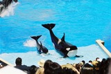 Ocean Mammals