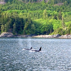 Orca Orcinus Killer Whale Orca_1
