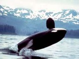 Orca Orcinus Killer Whale Orca_2