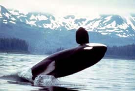 Orca Orcinus Killer Whale Orca_2