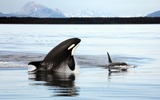 Ocean Mammals