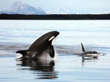 Orca Orcinus Killer Whale Orca_Alaska