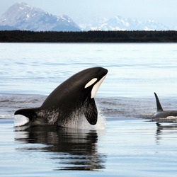 Orca Orcinus Killer Whale Orca_Alaska
