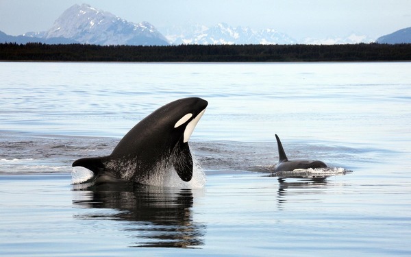 Orca Orcinus Killer Whale Orca_Alaska