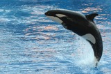 Ocean Mammals