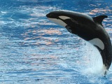 Orca Orcinus Killer Whale Orca_Orlando_Seaworld