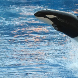 Orca Orcinus Killer Whale Orca_Orlando_Seaworld