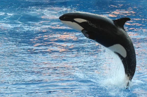 Orca Orcinus Killer Whale Orca_Orlando_Seaworld