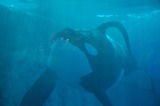 Ocean Mammals