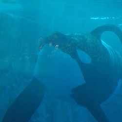 Orca Orcinus Killer Whale Orca_collapsed_dorsal_fin