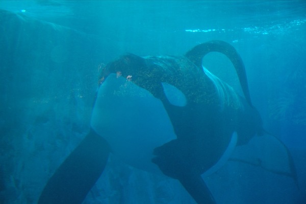 Orca Orcinus Killer Whale Orca_collapsed_dorsal_fin