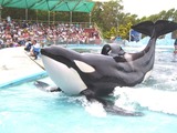 Orca Photo Gallery