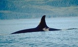 Ocean Mammals