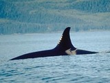 Orca Orcinus Killer Whale Orca_dorsalfin_NOAA