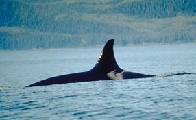 Orca Orcinus Killer Whale Orca_dorsalfin_NOAA