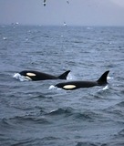 Ocean Mammals