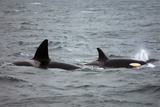 Ocean Mammals