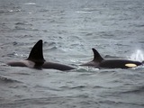 Orca Orcinus Killer Whale Orca_lofoten_male_female