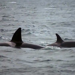Orca Orcinus Killer Whale Orca_lofoten_male_female