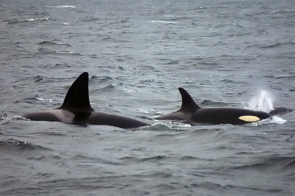 Orca Orcinus Killer Whale Orca_lofoten_male_female