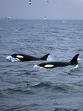 Orca Orcinus Killer Whale Orca_lofoten