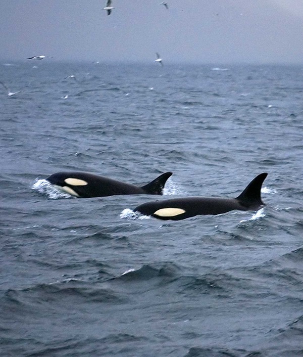 Orca Orcinus Killer Whale Orca_lofoten