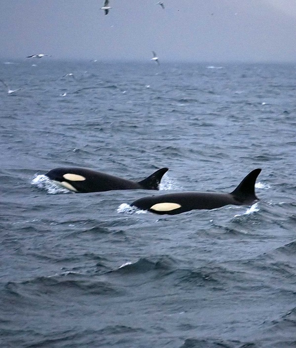 Orca Orcinus Killer Whale Orca_lofoten