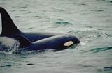 Ocean Mammals