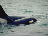 Orca Orcinus Killer Whale Orca_mother_calf