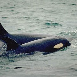 Orca Orcinus Killer Whale Orca_mother_calf